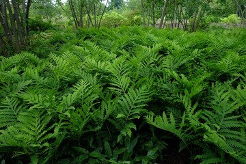 a lush green forest with lots of ferns