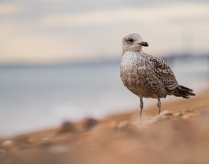 Seagull on the beach