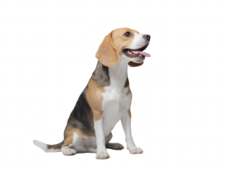 Lively beagle dog with white, brown, and black fur, mouth open, tongue visible, ears perked up, isolated on transparent background