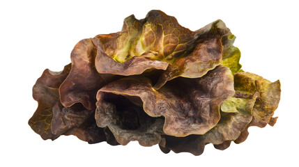 Fototapeta premium Fresh Lettuce on White Background in Studio Photography