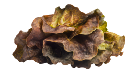 Fresh Lettuce on White Background in Studio Photography