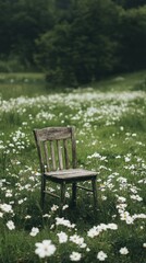 Solitary wooden chair amidst a meadow of wildflowers.