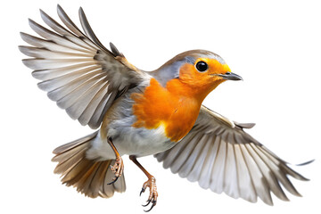 Detailed view of a european robin in mid-flight with wings spread isolated on white