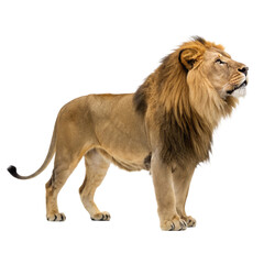 Obraz premium lion isolated on transparency or jpeg background