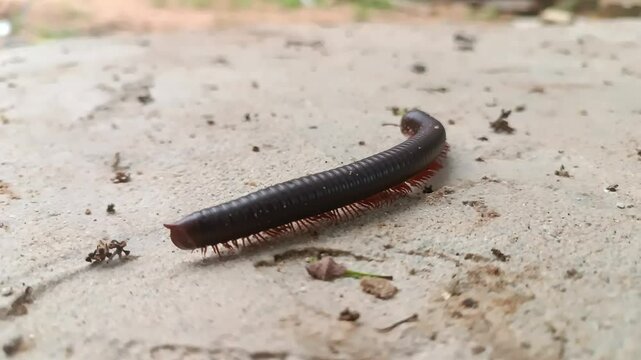 close up footage of millipedes walking on ground