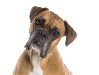 Close-up portrait of a Boxer dog with a fawn-colored coat and white chest patch, isolated on transparent background