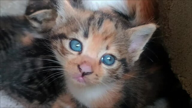 kitten with blue eyes is angry