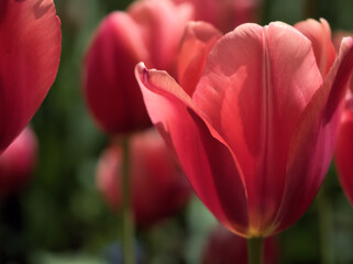 Fototapeta premium 晴れた5月に咲いた美しいチューリップの花