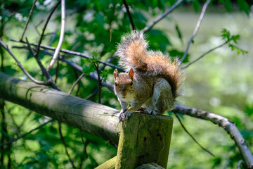 Obraz premium The Monza park in April: a squirrel