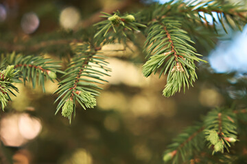 Close-up of young pine branches on a green background.