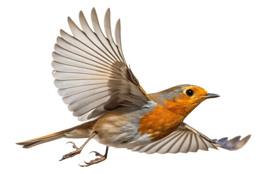 European robin in flight with open wings isolated on a solid black background