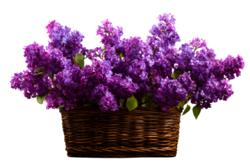 Vibrant purple lilacs arranged in a wicker basket