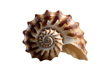 Obraz premium Spiral seashell with unique patterns on transparent background