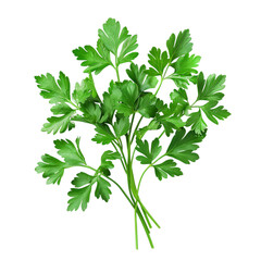 Parsley Herb Leaf Isolated – Transparent Background