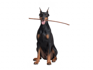 Doberman Pinscher holding stick horizontally, isolated on transparent background