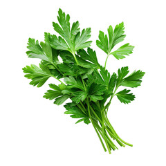 Parsley Herb Leaf Isolated – Transparent Background