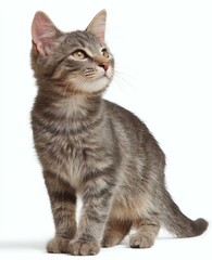 Obraz premium Adorable Gray Kitten Looking Up