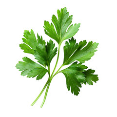 Parsley Herb Leaf Isolated – Transparent Background