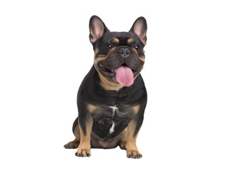 Obraz premium French Bulldog with black and tan coat sitting upright on transparent background