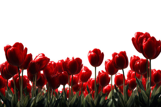 Bright red tulips with green leaves on a white background