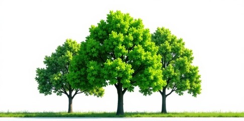 Cluster of vibrant green trees, stark white backdrop, green leaves, leaves