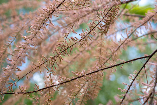 Feathery tamarisk flowers blooming in soft sunlight