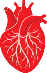 Red Silhouette Heart Diagram with Clean Lines for Educational Use.