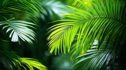 Obraz premium Lush Green Palm Leaves Tropical Foliage Background