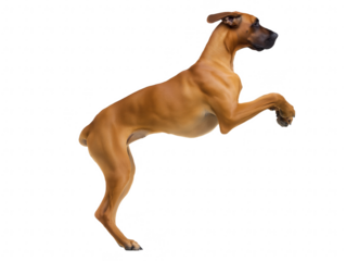 Tan short-haired dog mid-leap with transparent background