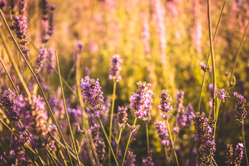 flores lilas entre hierba verde