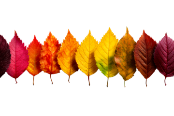 Colorful autumn leaves arranged in a line on a transparent background