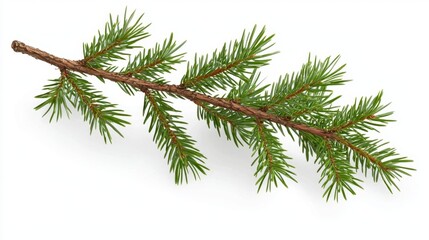 Elegant green pine branch features a fresh and natural look.