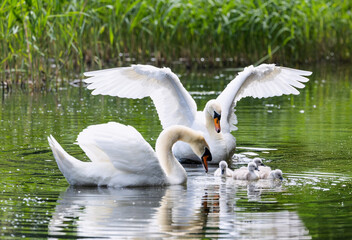 Obraz premium Mute swan family of parents with baby cygnets in water. Protective male cob has wings open extended. Elegant 