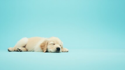 Obraz premium Sleepy Golden Retriever Puppy