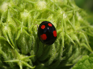 Harlequin ladybird beetle (Harmonia axyridis f. spectabilis), also known as multicoloured Asian lady beetle, on Turkish sage flower buds