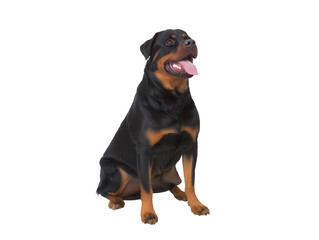 Fototapeta premium Robust Rottweiler with black and tan coat, tongue extended, isolated on transparent background