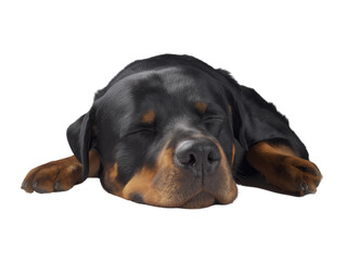 Obraz premium Sleeping black and tan Rottweiler puppy with transparent background