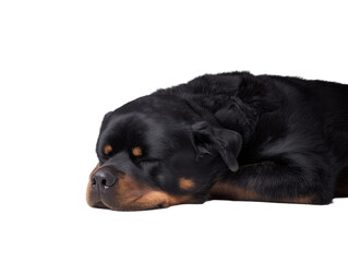 Fototapeta premium Rottweiler dog lying down with head on paws, transparent background