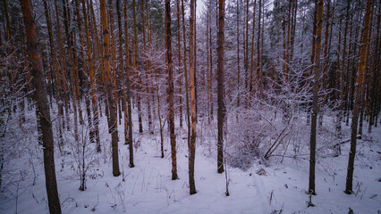 winter forest landscape in the wild