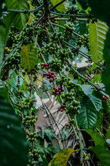 image of coffee fruit in the garden
