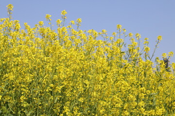 日本の春の野原に咲く黄色い菜の花畑の風景