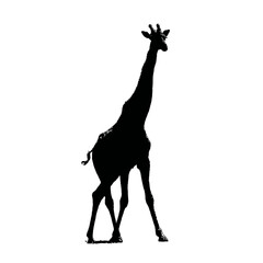 Solid black silhouette of a giraffe stretching