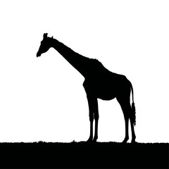 Solid black silhouette of a giraffe eating