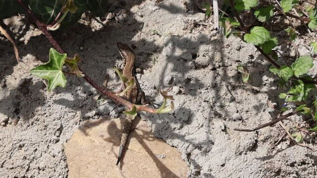 gekko on the ground