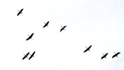 Silhouettes of Birds Flying in V-Formation During Migration Against Bright Sky
