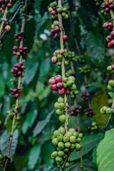image of coffee fruit in the garden