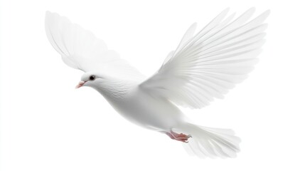 white dove flying