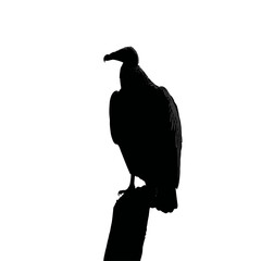 Solid black silhouette of a vulture perching