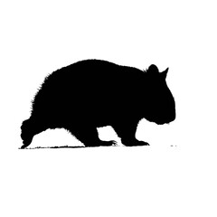 Solid black silhouette of a wombat walking