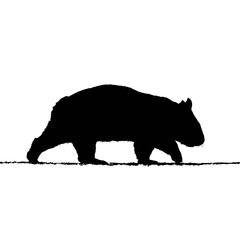 Solid black silhouette of a wombat walking